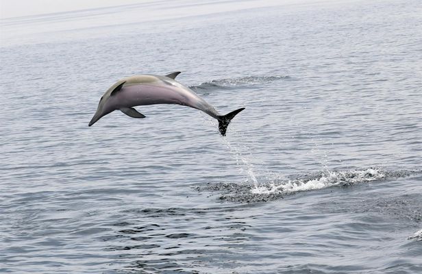 Dolphins and whales watching experience in Portugal