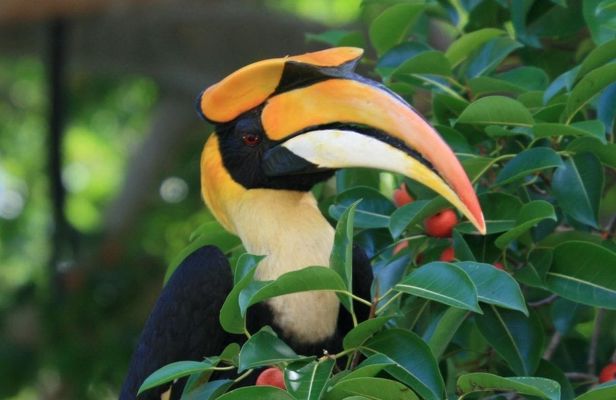 Birdwatching half-day tour in Langkawi