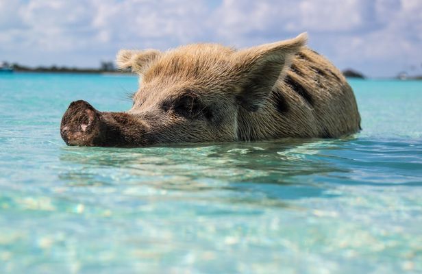 Grand Bahama tour with optional Pig Beach visit