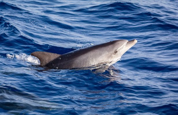 Lanzarote dolphin and whale watching four-hour boat trip