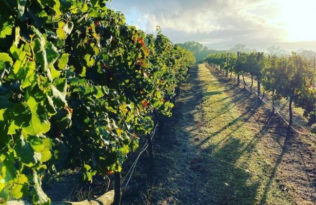 Guided Noosa Hinterland experience
