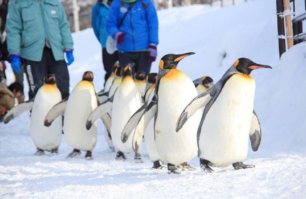 Guided Trip to Asahiyama Zoo, Furano, Biei Blue Pond, Ningle Terrace