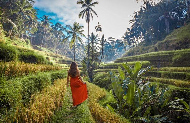 Best Ubud tour with Tirta Empul, Batuan Temple, Ubud Market, Rice Terrace