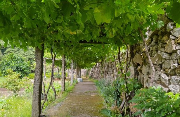 Vinho Verde private tour with gourmet lunch