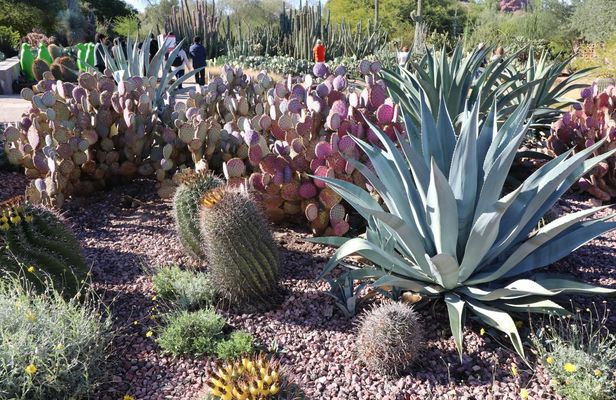 Saguaro National Park and Mt. Lemmon Self-Guided Audio Tour