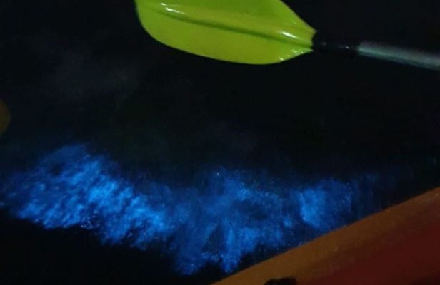 Guided sunset tour with bioluminescent plankton night kayaking