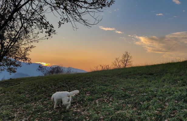 Truffle Hunting with Tasting in Gavi