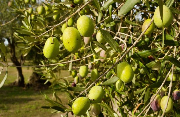 EVO oil tasting experience in Oristano with farm tour