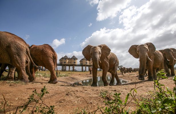 Two-day wildlife safari from Mombasa with stay at Salt Lick Lodge