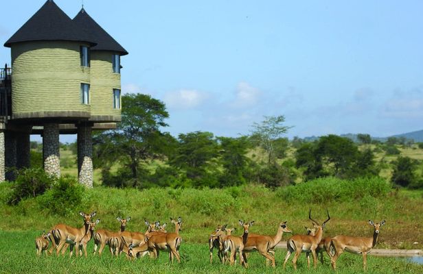 Ngutuni and Salt Lick two-day safari from Mombasa