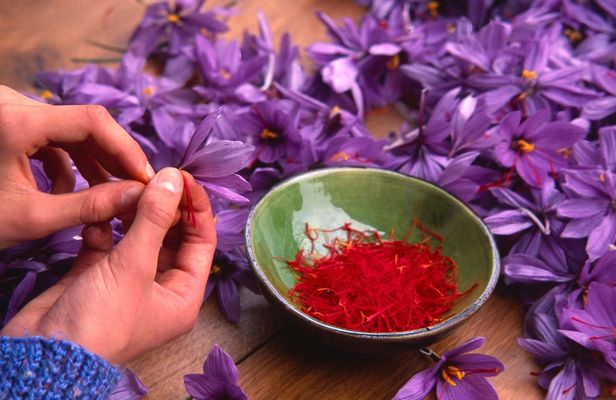 Guided Tour of a Saffron Laboratory with Tasting in Olmedo