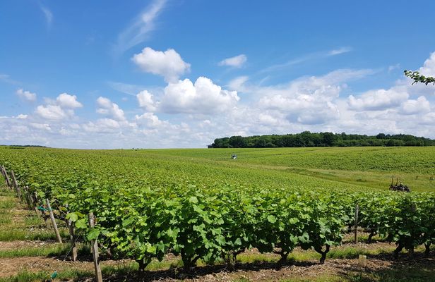 Loire Valley Day from Tours with Visit to Azay le Rideau and Villandry