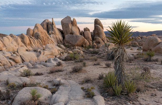 Joshua Tree And Palm Springs Self-Guided Driving Audio Tour