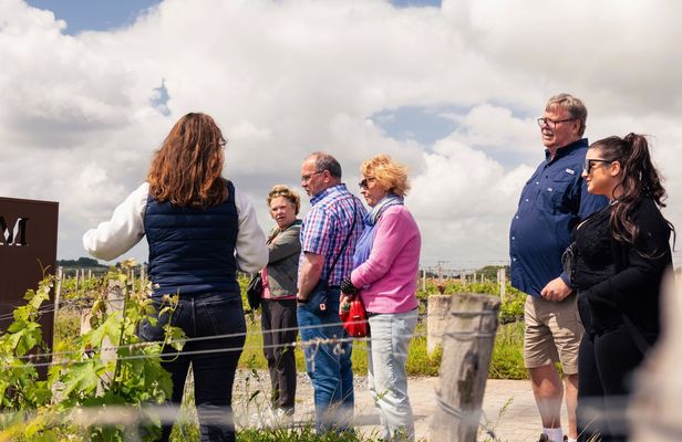 Médoc and Saint-Emilion wine tour