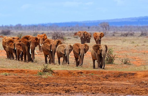 Tsavo East Safari with Overnight Stay at Sentrim Tsavo Camp