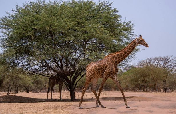 Bandia Reserve half-day safari tour from Somone