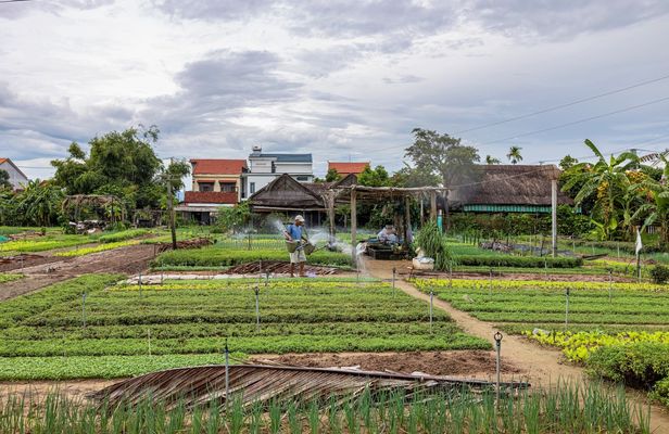 Half-Day Bike Tour to Tra Que Vegetable Village from Hoi An