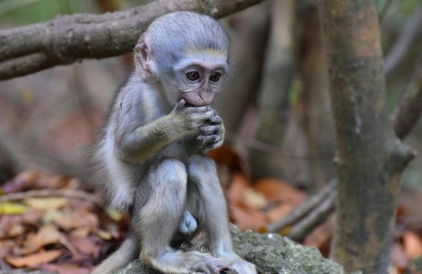 Barbados Full-Day Tour with Wildlife Reserve and St. Nicholas Abbey