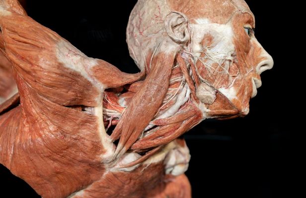 Tickets for Real Bodies Exhibition