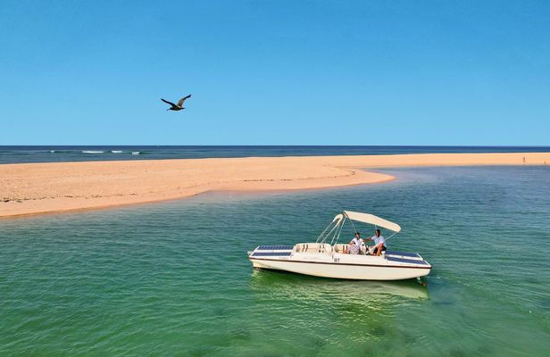 Birdwatching in Ria Formosa eco-friendly boat tour