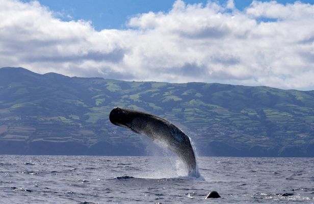 Whale and dolphin watching tour from São Miguel