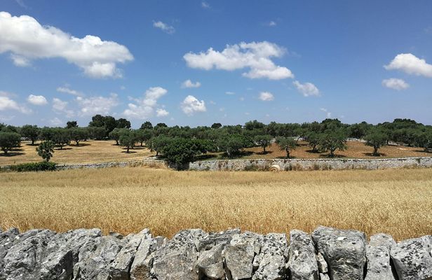 Trekking and dry stone wall lesson in the Valle d’Itria