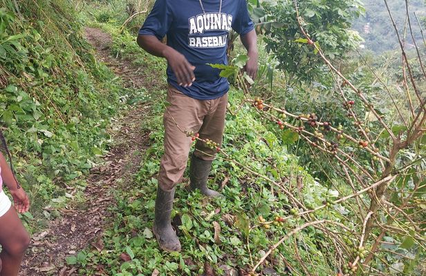 Authentic Blue Mountain Coffee Guided Tour