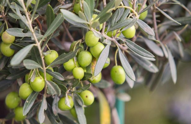Food and EVO Oil Pairing Masterclass with Tasting in Rome