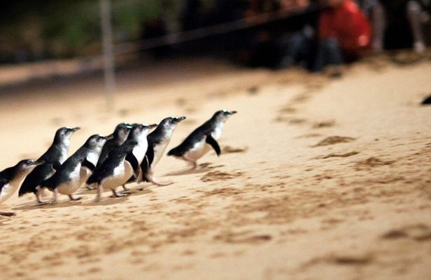 Phillip Island Penguin Parade and Churchill Island Farm Bus Tour