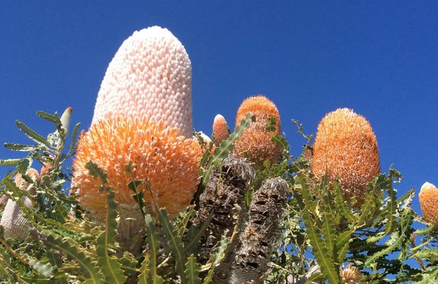 Pinnacles and Swan Valley Full-day Guided Tour
