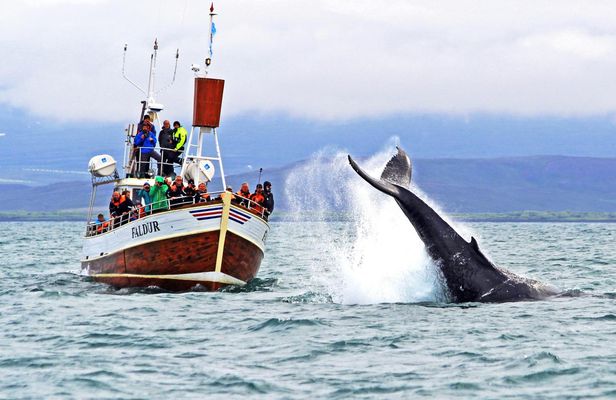 Whale Watching in Husavik