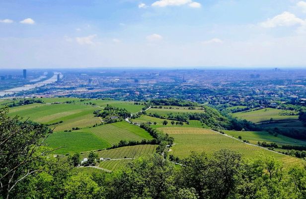 Half-Day Vienna Vineyard and Wine Tour