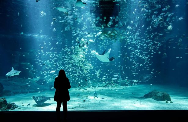 Skip-the-line ticket to Nausicaá aquarium