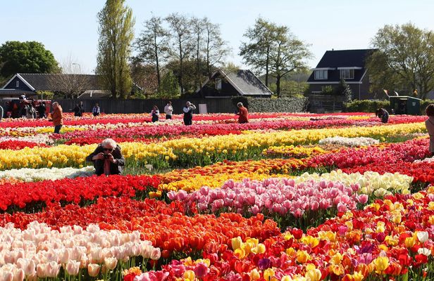Keukenhof Gardens and Tulip Experience From Amsterdam