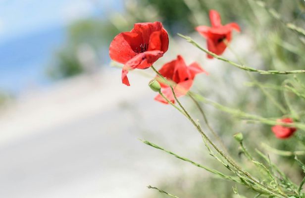 Day Tip to Albania from Ohrid
