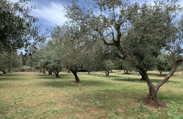 E-Bike Farm Tour in Kefalonia with Honey and Olive Oil Tastings