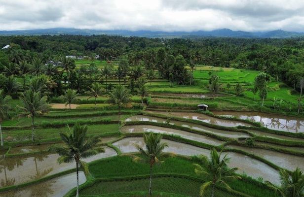 Tetebatu Rice Terrace and Benang Stokel Waterfall Guided Tour