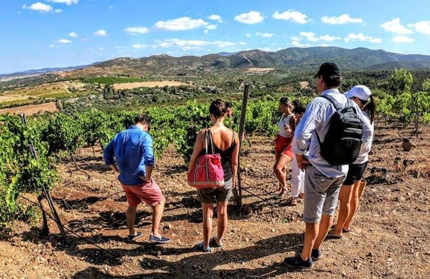 Small Group Tour with Brunch and Wine Tasting from Cagliari