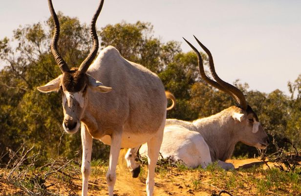 Souss-Massa National Park Guided Tour with Hotel Pickup