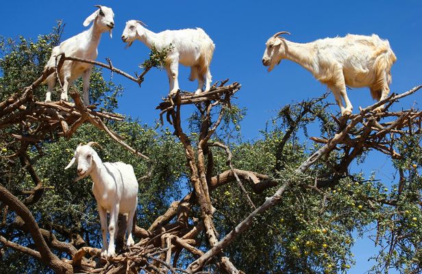 Trip to Spot Tree-Climbing Goats from Agadir