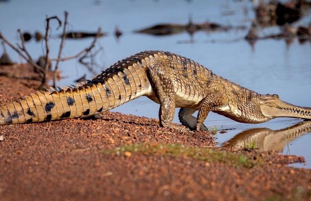 Jumping Crocodiles and Wildlife Adventure Tour from Darwin
