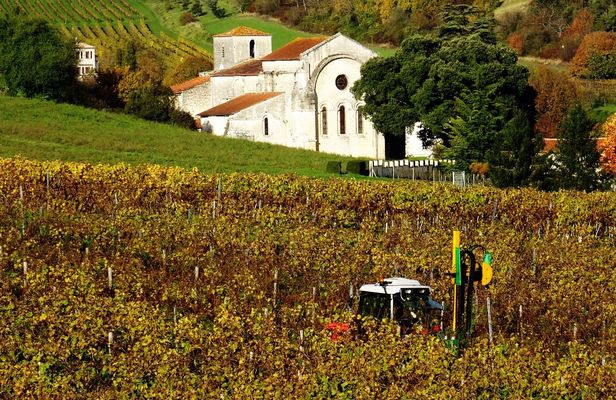 Cognac vineyards and distilleries half-day private tour from Charente