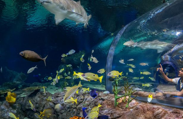 Mauritius Oceanarium Entrance Ticket With Transfer
