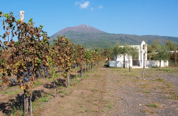 Mount Vesuvius Crater Tour with Lunch at a Vineyard from Sorrento