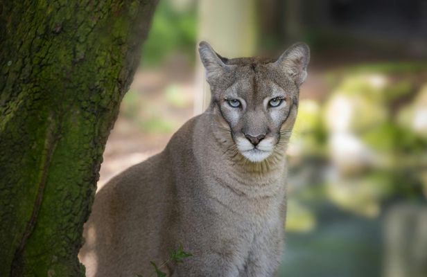 Zoo Tampa at Lowry Park