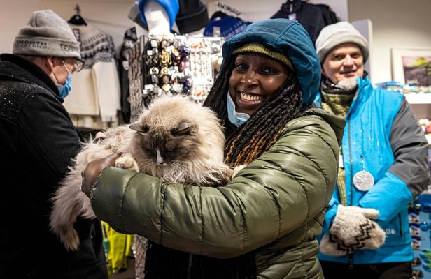 Cat walking tour in Reykjavik