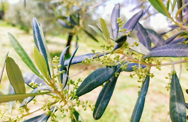 EVO Oil and Table Olive Course with a Professional Oil Taster in Rome
