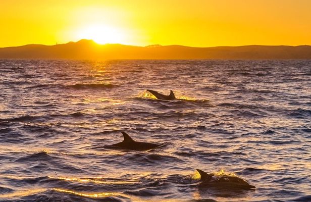 Sunset Dolphin Watching Boat Tour from Giardini-Naxos