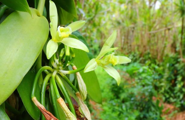 Private Tour to Spice Plantation from The Mora Zanzibar