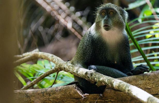 Private Tour to Jozani Forest, Cave, and Village Adventure from The Mora Zanzibar